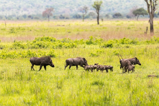 Harilik tüügassigade perekond Mikumi rahvuspargis Tansaanias Aafrikas