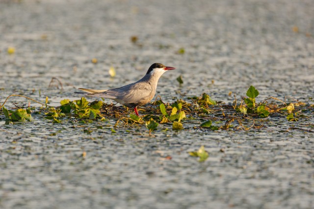 Tiir Doonua delta jõe suudmes tiibu puhkamas, Rumeenia