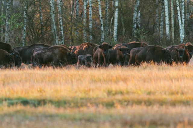 Piisonikari õhtupäikese käes põllul kogunemas, Bieszczady mäestik