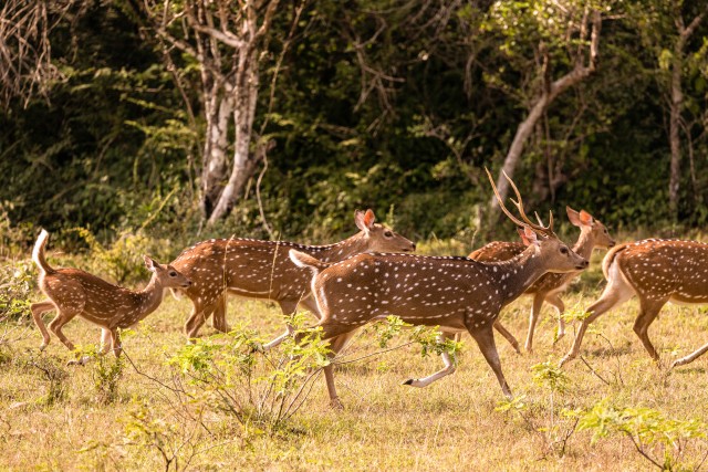 Sri lanka tähnikhirve kari Wilpattu rahvuspargis