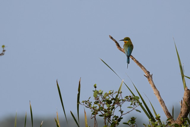 Sini-kärbik oksal istumas, Sri Lanka