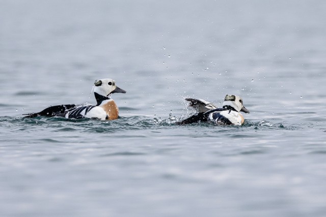 Kirjuhahk linnud vees tiibu sirutamas, Norra