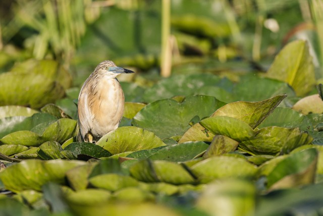 Tiigihaigur Doonua delta jõe suudmes vesirooside vahel tiibu puhkamas, Rumeenia