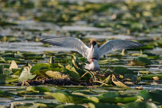 Randtiirud Doonau delta vesirooside vahel paaritumas , Rumeenia