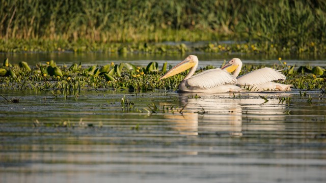 Pelikanid Doonua delta jõe suudmes, Rumeenia