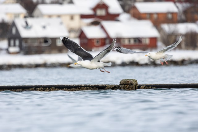 Kaks kajakat lendavad Norras Varangeri poolsaarel mere kohal