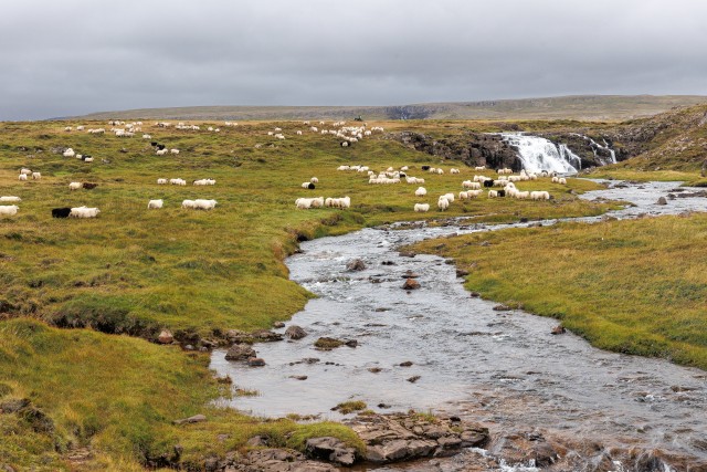 Islandi lambakari karjamaal söömas