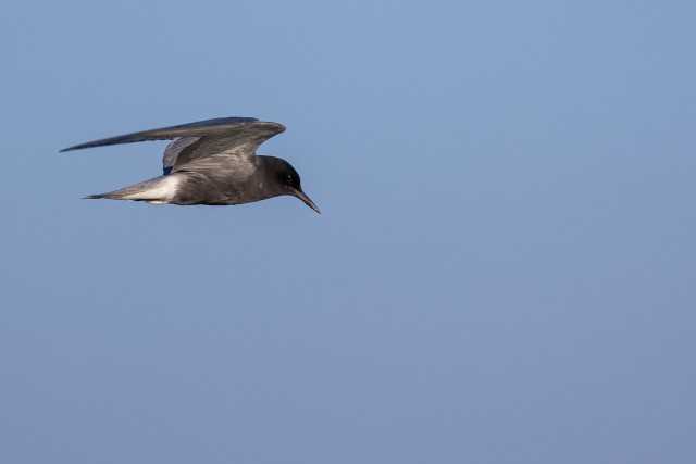 Mustviires Doonau delta kohal lendamas , Rumeenia