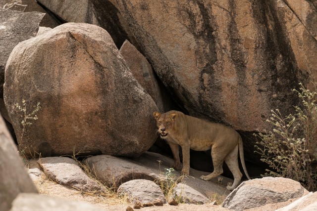 Lõvi Mikumi rahvuspargi kaljurahnude juures päikesevarjus, Tansaanias, Aafrikas