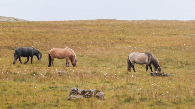 Islandi metsikute hobuste kari aasal