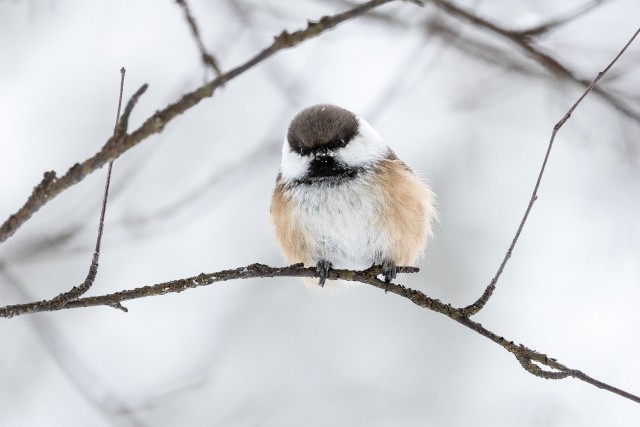 Taigatihane peenikesel oksal, Soome