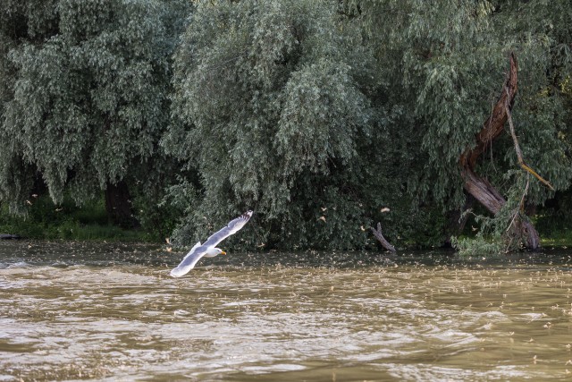 Parv pikasabalisis ühepäevaseid kärbseid iga-aastase paaritumise ajal Doonau deltal, Rumeenia