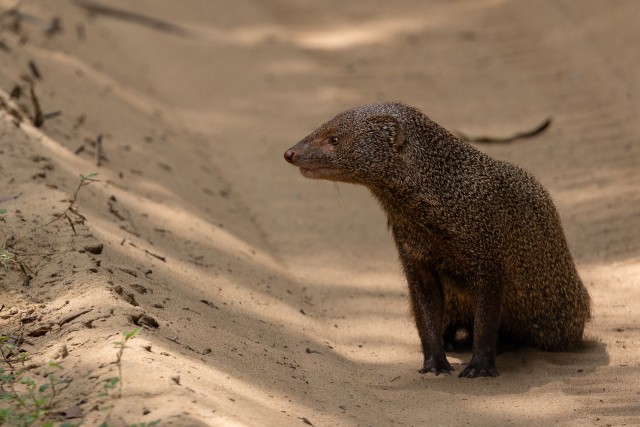 Mangoos liivasel teel kõndimas, Sri Lanka