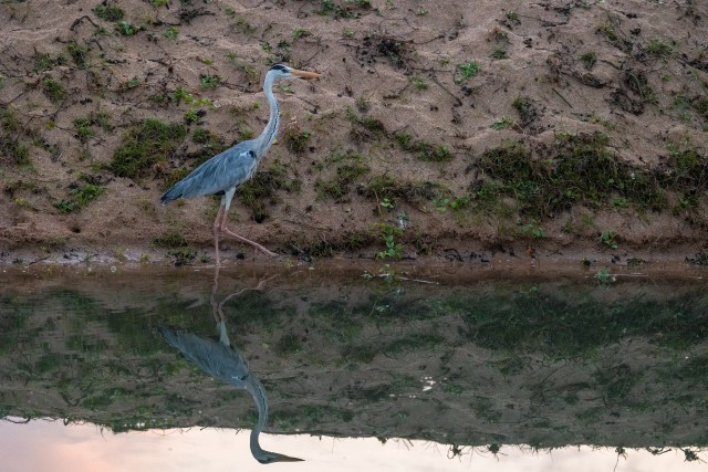 Hallhaigur veekaldal jalutamas, Sri Lanka
