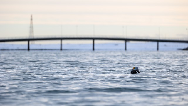 Kuninghahk, suur sild ja päikeseloojang merel, Norra