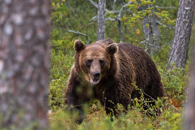 Pruunkaru metsas jalutamas, Kuhmo