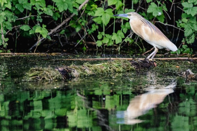 Tiigihaigur Doonua delta jõe suudme kaldal, Rumeenia