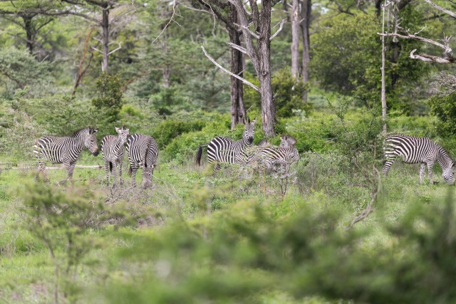 Sebrad Ruaha rahvuspargis söömas, Tansaania, Aafrika
