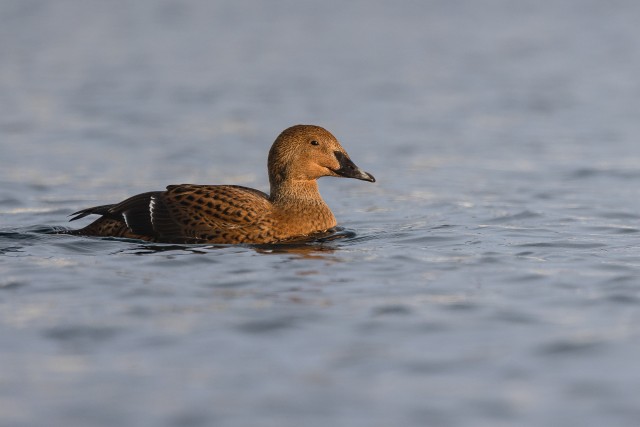 Emane kuninghahk uhkelt kaamerale poseerimas, Norra