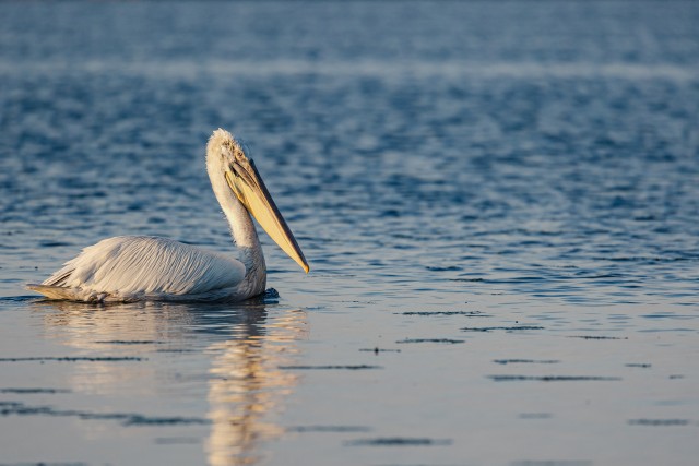 Pelikan Doonau delta jõe suudmes, Rumeenia