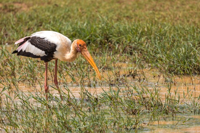 Ehis-toonekurg veest süüa otsimas, Sri Lanka
