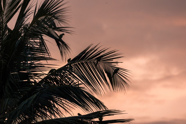 Päikeseloojang, palmioksad ja papagoid Sri lankal