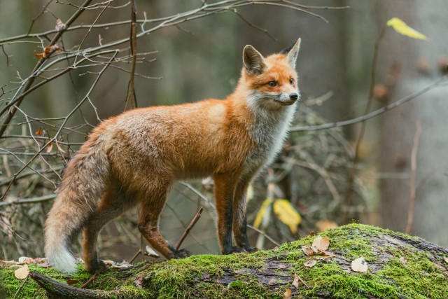 Rebane uhkelt poseerimas, Bieszczady mäestik