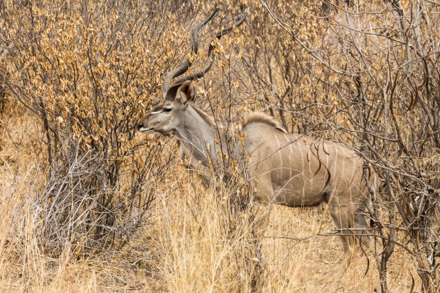 Kudu, oma suurte kõrvadega, Mikumi rahvuspargis kaamerale poseerimas, Tansaanias, Aafrikas