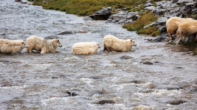 Islandi lambakari jõge ületamas