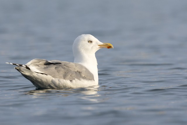 Kajakas veemõnusi nautimas, Norra