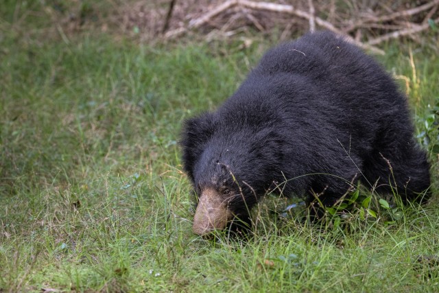 Sri Lanka saarel elav huulkaru rahvuspargis süüa otsimas