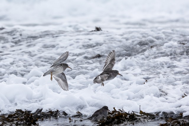 Kaks merirüdi lindu üle vahutava laine lendamas, Norra