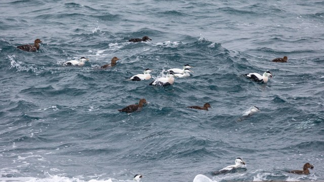 Hahade parv merel, Norra