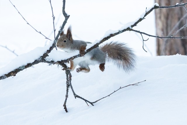 Hüppelt tabatud orav, Soome