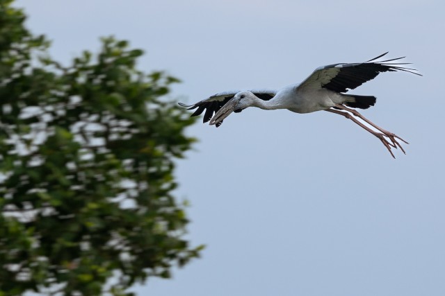 Ida-Toonekurg lendamas, Sri Lanka