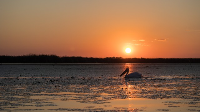 Pelikan poseerimas päikeseloojangu taustal Doonau delta jõe suudmes, Rumeenia