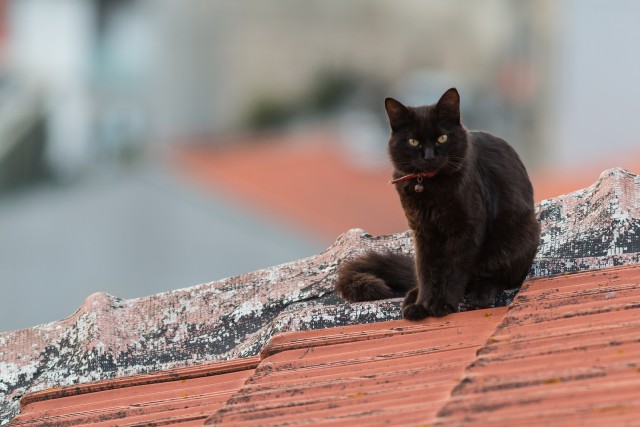 Must kass Porto maja telliskivi katusel, Portugal