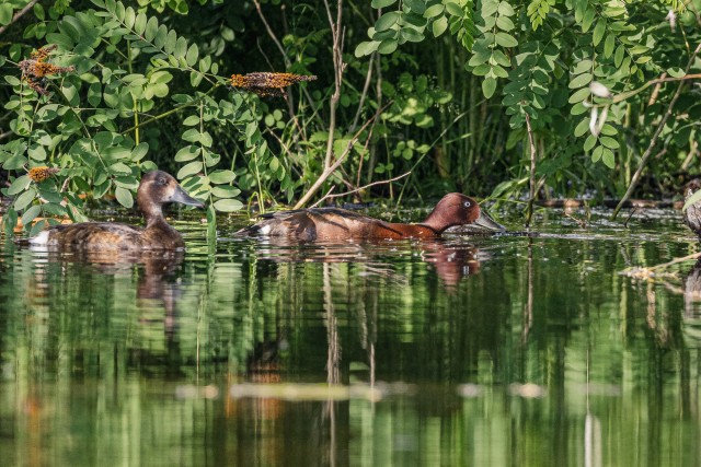 Valgesilm vartide paar  Doonua delta jõe suudmes , Rumeenia