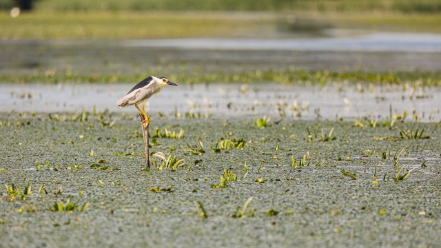 Ööhaigur Doonua delta jõe suudmes kõrkjal jalga puhkamas, Rumeenia