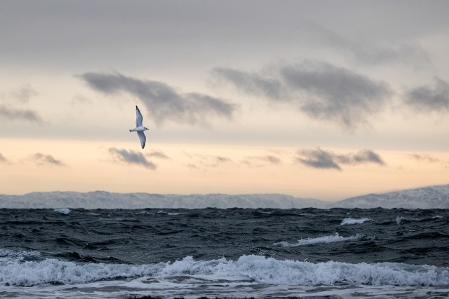 Kajakas mere kohal lendamas, Norra