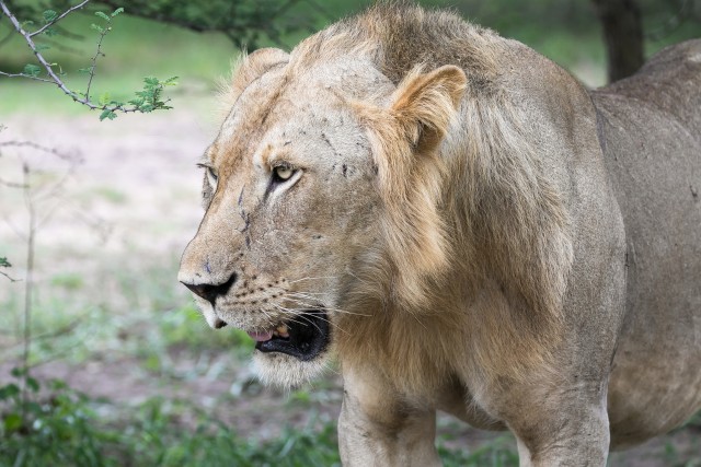 Lõvi Ruaha rahvuspargi rohumaal,Tansaania, Aafrika