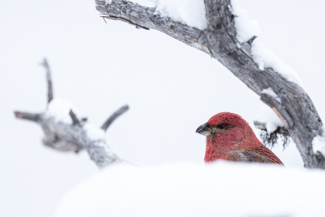 Männileevike lumisel oksal, Soome