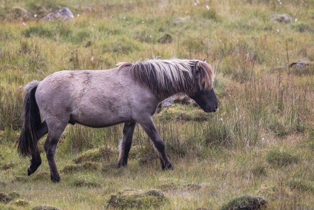 Islandi metsikute hobuste kari aasal