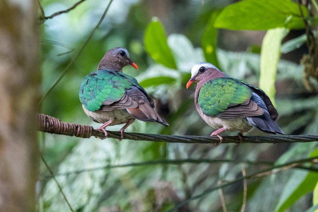Kaks harilikku smaragdtuvi oksal istumas, Sri Lanka