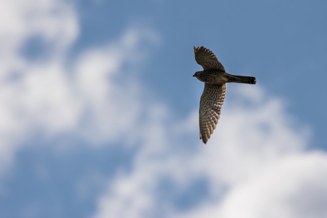 Harilik tuuletallaja jahti pidamas, Rumeenia