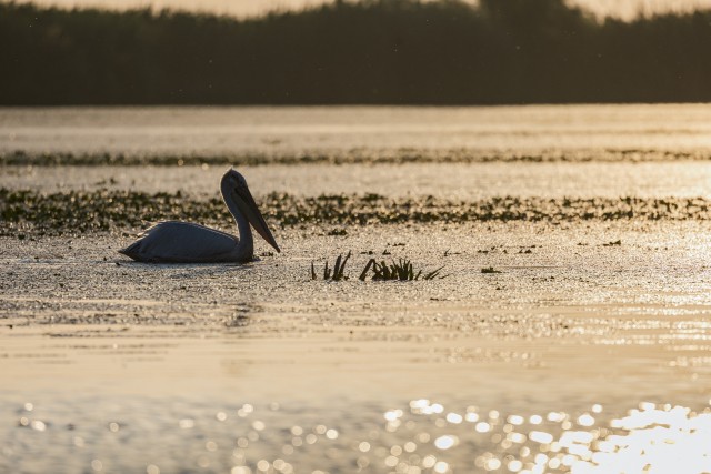 Pelikan Doonau delta jõe suudmes, Rumeenia