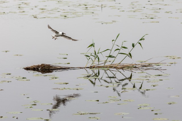 Kajakas Gauja rahvuspargis veekogu kohal jahti pidamas, Lätis