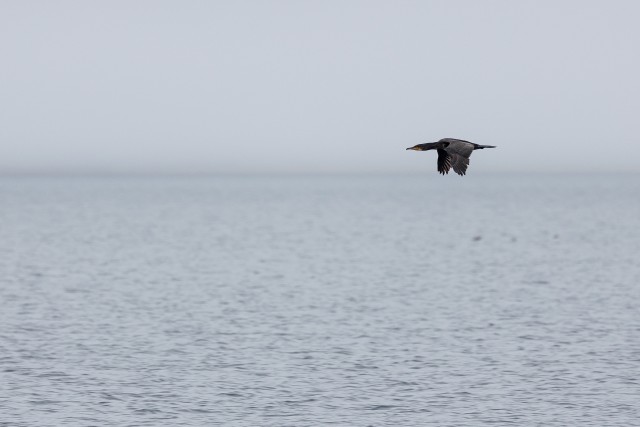 Üksik kormoran vee kohal, Island