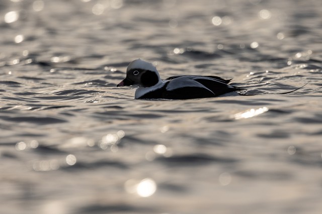 Part päiksepaistes ujumas, Norra