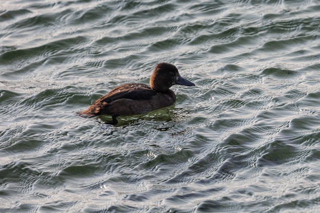 Hahk vett nautimas, Island